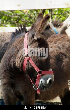 Miniature méditerranéenne Donkey. Espèce: Asinus,genre: Equus,famille: Équidés,ordre: Perissodactyla,Classe: Mammalia,Phylum: Chordata,Royaume: Animalia,miniature méditerranéenne Donkey,Donkey,ongulate,Odd-toed ongulate,Kids Farm Banque D'Images