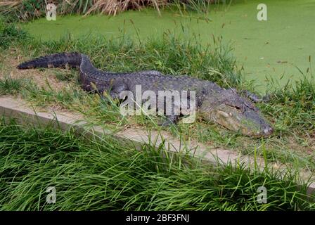 Crocodile américain. Espèce: Mississippiensis,genre: Alligator,famille: Crocodylidae,ordre: Crocodylia,Classe: Reptilia,Phylum: Chordata,Royaume: Animalia,Pond,Reptile House,reptile,crocodiliens Banque D'Images