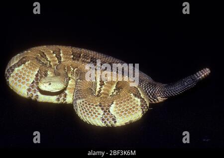 Crotale de bois. Espèce: Horridus,genre: Crotalus,famille: Viperidae,ordre: Squamata,Classe: Reptilia,Phylum: Chordata,Royaume: Animalia,Reptile,Snake,Date inconnue Banque D'Images