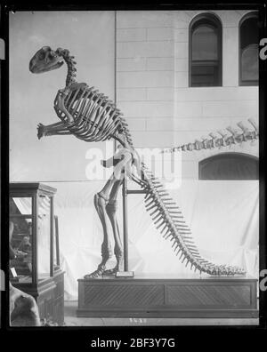 Hadrosaurus Skeleton Model au Musée national des États-Unis. Restauration squelettique d'Hadrosaurus Foulkii, copié de l'original à l'Académie des sciences naturelles de Philadelphie, monté pour exposition au Musée national des États-Unis, maintenant connu sous le nom de Arts et Industries Building.Smithsonian institution Archives, ACC. Banque D'Images