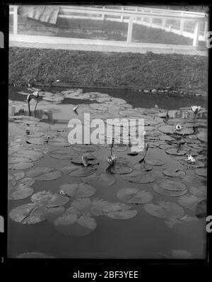 Ponds de la Commission DU poisson DES ÉTATS-UNIS. Étangs d'écloserie de la Commission américaine du poisson pour la production de carpe, d'ide doré et de tench, situés près des terrains du Washington Monument.Smithsonian institution Archives, ACC. 11-007, case 016, image n° Banque D'Images