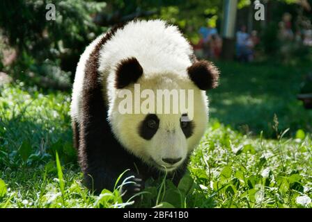 Panda géant. Tai Shan,espèce: Melanoleuca,genre: Ailuropoda,famille: Ursidae,ordre: Carnivora,Classe: Mammalia,Phylum: Chordata,Royaume: Animalia,Géant Panda,Ours,homme,cub,jeune,yard,extérieur,horizontal Banque D'Images