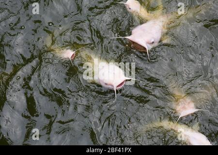 Catfish de canal. Espèce: Punctatus,genre: Ictalurus,famille: Ictaluridae,ordre: Siliformes,Classe: Actinopterygii,Phylum: Chordata,Royaume: Animalia,Catarse de canal,poisson,poisson,enfants Farm Banque D'Images