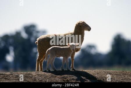 Tôt le matin dans le pays. Une brebis et son agneau se tiennent sur la rive d'un barrage agricole dans la campagne de la Nouvelle-Galles du Sud, en Australie. Banque D'Images
