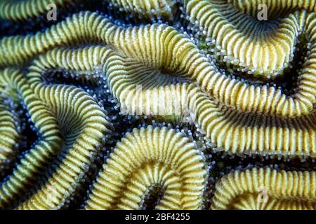 Gros plan de corail cérébral rainuré (Diploria labyrinthiformis) polypes et structure sur un récif de corail, îles Caïmanes, mer des Caraïbes, océan Atlantique, couleur Banque D'Images