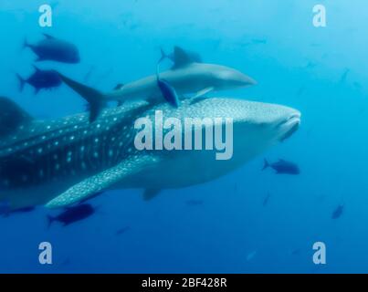 Énorme requin baleine femelle (Rhincodon typus) avec son propre écosystème de poissons plus petits, y compris un grand requin dusky, Océan Pacifique oriental, Mexique Banque D'Images