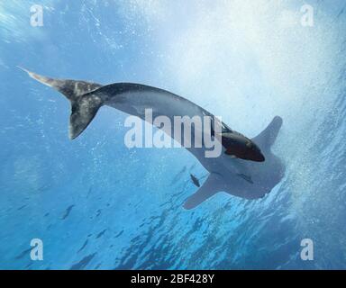 Vue du dessous de l'énorme requin-baleine femelle (Rhincodon typus) avec des crics noirs (Caranx lugubris) nageant en dessous, Océan Pacifique est, Mexique, couleur Banque D'Images