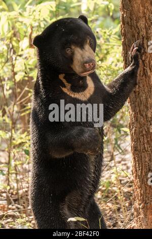 Moon Bear Cub, Wildlife Alliance Release Station, Chi Phat, Cambodge Banque D'Images