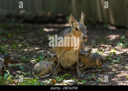 Patagonie Mara. Espèce: Patagonum,genre: Dolichotis,famille: Cavidae,Commander: Rodentia,Classe: Mammalia,Phylum: Chordata,Royaume: Animalia,Patagonian Hare,Patagonian Mara,Rodent,bébé,jeune,mère,infirmière,pup Banque D'Images