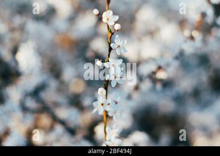 Fond de fleurs de printemps. De petites fleurs ont fleuri au printemps. Banque D'Images