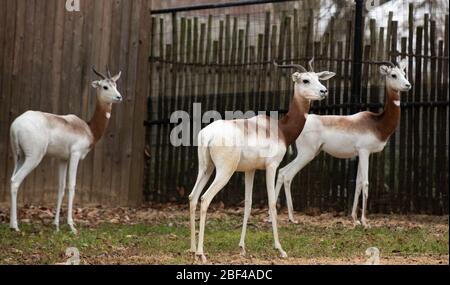 Dama Gazelle. Espèce: dama,genre: Nanger,famille: Bovidae,ordre: Artiodactyla,Classe: Mammalia,Phylum: Chordata,Royaume: Animalia,Dama Gazelle,Gazelle,même-toed ongulate Banque D'Images