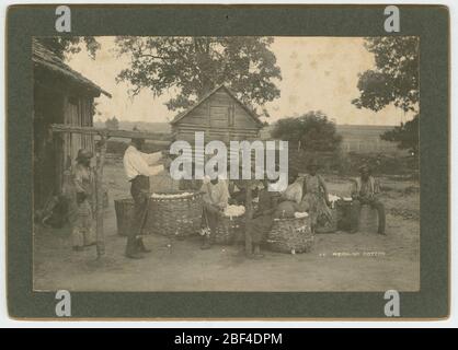 No 44 coton de pesée. Imprimé sur une carte représentant un groupe d'hommes et de femmes pesant du coton. La photo montre un homme barbu grand portant un chapeau de paille, une chemise de couleur claire et un pantalon sombre pesant un grand panier de coton. Banque D'Images