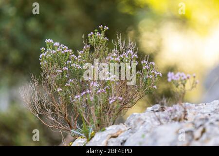 Thym sauvage en fleur en Provence , France Banque D'Images