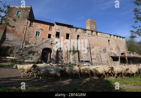 (200417) -- ROME, le 17 avril 2020 (Xinhua) -- les moutons sont vus dans le parc Caffarella à Rome, Italie, le 16 avril 2020. Le secteur agricole est l'une des parties de l'économie italienne autorisée à fonctionner en pleine force même pendant le verrouillage national du coronavirus. Mais il est encore en train de se battre pour rester à flot sous le poids de la pandémie mondiale, a déclaré des experts. Dans le cadre du maintien de l'Italie à l'échelle nationale, les entreprises et les industries jugées « vitales » sont autorisées à continuer à fonctionner à condition qu'elles respectent certaines directives, telles que l'utilisation d'un équipement de protection et la pratique d'une distance adéquate entre les travailleurs. Cela permet Banque D'Images