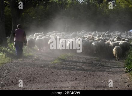 (200417) -- ROME, le 17 avril 2020 (Xinhua) -- un travailleur se hale les moutons dans le parc Caffarella à Rome, Italie, le 16 avril 2020. Le secteur agricole est l'une des parties de l'économie italienne autorisée à fonctionner en pleine force même pendant le verrouillage national du coronavirus. Mais il est encore en train de se battre pour rester à flot sous le poids de la pandémie mondiale, a déclaré des experts. Dans le cadre du maintien de l'Italie à l'échelle nationale, les entreprises et les industries jugées « vitales » sont autorisées à continuer à fonctionner à condition qu'elles respectent certaines directives, telles que l'utilisation d'un équipement de protection et la pratique d'une distance adéquate entre les travailleurs. E Banque D'Images