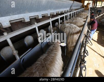 (200417) -- ROME, le 17 avril 2020 (Xinhua) -- les travailleurs travaillent dans une ferme du parc Caffarella à Rome, Italie, le 16 avril 2020. Le secteur agricole est l'une des parties de l'économie italienne autorisée à fonctionner en pleine force même pendant le verrouillage national du coronavirus. Mais il est encore en train de se battre pour rester à flot sous le poids de la pandémie mondiale, a déclaré des experts. Dans le cadre du maintien de l'Italie à l'échelle nationale, les entreprises et les industries jugées « vitales » sont autorisées à continuer à fonctionner à condition qu'elles respectent certaines directives, telles que l'utilisation d'un équipement de protection et la pratique d'une distance adéquate entre les travailleurs. Ça Banque D'Images