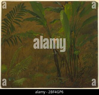 Études botaniques des Antilles jamaïcaines. Fern et une plantain sauvage comme un dessous dans un bois. Banque D'Images