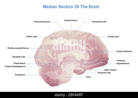 Section médiane du cerveau, anatomie du cerveau humain Banque D'Images