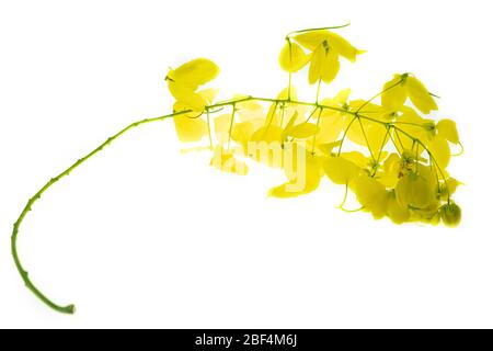 Douche d'or (Cassia fistule) sur fond blanc, arbre national de Thaïlande Banque D'Images
