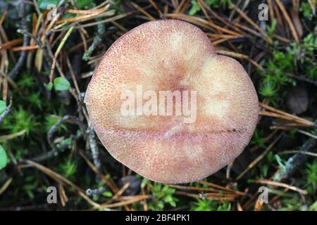 Tricholomopsis rutilans, connu sous le nom de prunes et Custard ou agaric à poil rouge, champignon de Finlande Banque D'Images