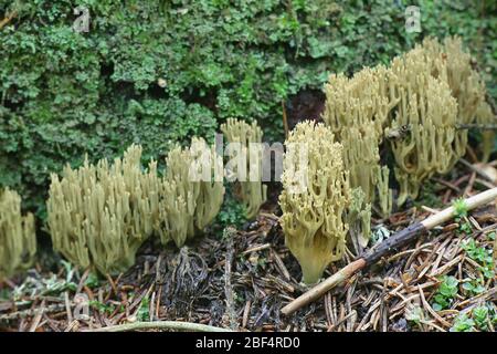 Ramaria abietina, connu sous le nom de green-coloration des coraux, le corail champignon sauvage de la Finlande Banque D'Images