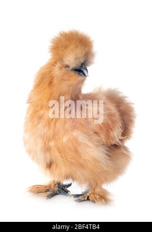 tam silkie devant un fond blanc Banque D'Images