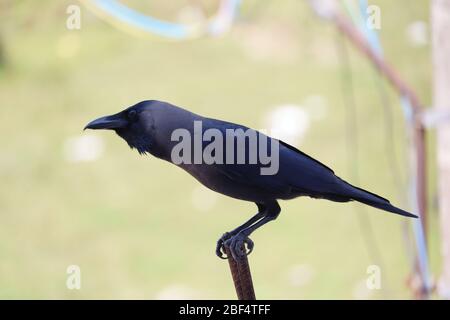 vue latérale d'un oiseau de corneille de maison assis en plein air Banque D'Images