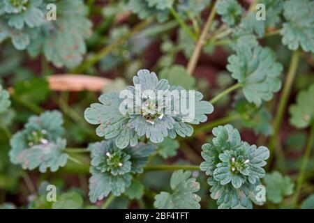 Macro de gros plan des feuilles sur l'usine de Henbit (Lamium amplicaeule) au Texas. Banque D'Images