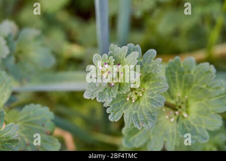 Macro de gros plan des feuilles sur l'usine de Henbit (Lamium amplicaeule) au Texas. Banque D'Images