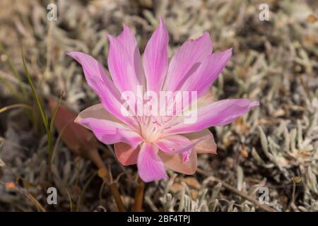 Fleur de Bitterroot dans le parc national de Yellowstone. Banque D'Images