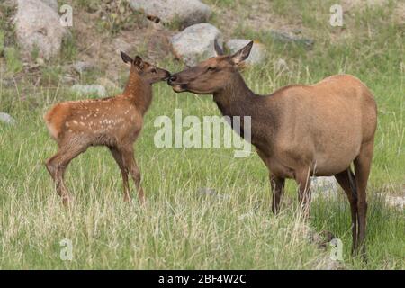 Le veau d'wapitis et la mère se narroent dans le parc national de Yellowstone. Banque D'Images