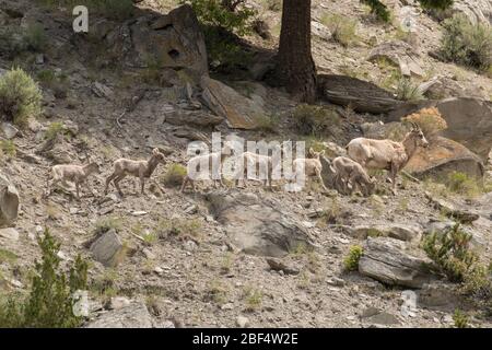 Une ligne de lambeaux de bigorn traverse une colline escarpée dans le parc national de Yellowstone. Banque D'Images