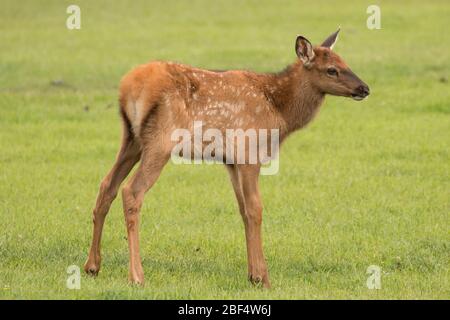 Elk mollet dans le parc national de Yellowstone. Banque D'Images