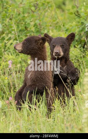 Cuvettes de l'ours noir cannelle dans le parc national de Yellowstone. Banque D'Images