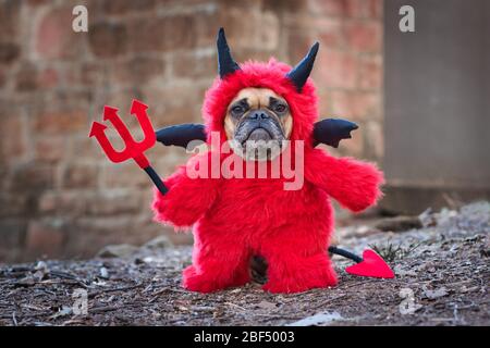 Chien français de chien de bulog avec costum diable rouge portant un costume de corps entier doux avec de faux bras tenant la fourche, avec queue de diable, des cornes et ailes de chauve-souris noires Banque D'Images