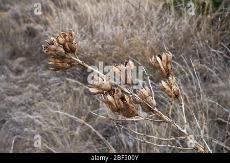 La plante de Yucca brun sec fleurit contre le paysage de désert d'hiver. Texas Banque D'Images