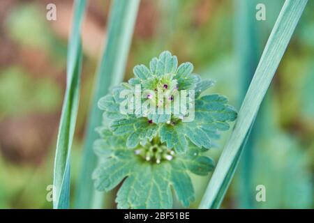 Macro de gros plan des feuilles sur l'usine de Henbit (Lamium amplicaeule) au Texas. Banque D'Images