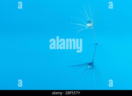 Gouttes d'eau sur une fleur de pissenlit macro de gros plan sur un fond bleu. Banque D'Images