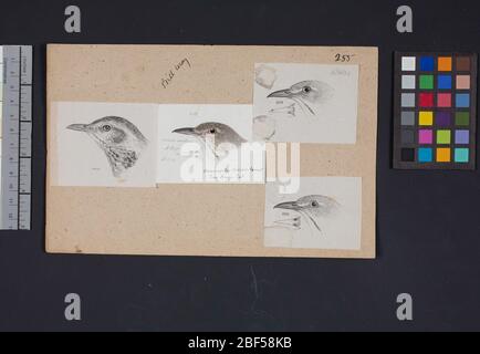 Dessin de tête d'oiseau Robert Ridgway 255. Ce dessin ou gravures de têtes d'oiseaux a été utilisé dans Spencer F. Banque D'Images