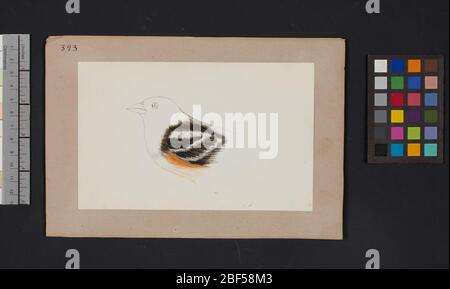 Robert Ridgway Bird Head Dessin 393. Ce dessin ou gravures de têtes d'oiseaux a été utilisé dans Spencer F. Banque D'Images