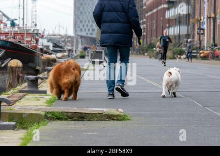 Marcher le long de la Veemkade avec des chiens à Amsterdam Pays-Bas 202010 Banque D'Images