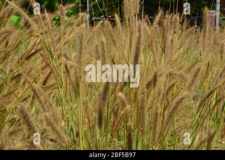 Plante ornementale de l'herbe de fontaine à Meadow avec fond de mise au point douce Banque D'Images