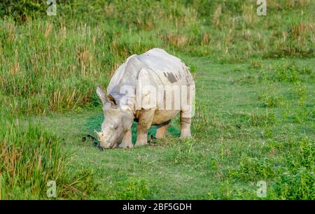 Un rhinocéros indien (Rhinoceros unicornis) paît paisiblement dans le parc national de Kaziranga, à Assam, dans le nord-est de l'Inde Banque D'Images