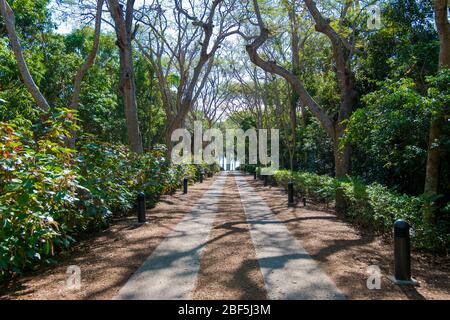 Chemin en arbres menant à la maison principale. Au parc national du patrimoine de Charles Deering Estate à Miami, en Floride. Banque D'Images