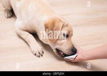 Chien race Labrador reçoit pilules, vitamines, pilules, délicatesse des mains du propriétaire Banque D'Images