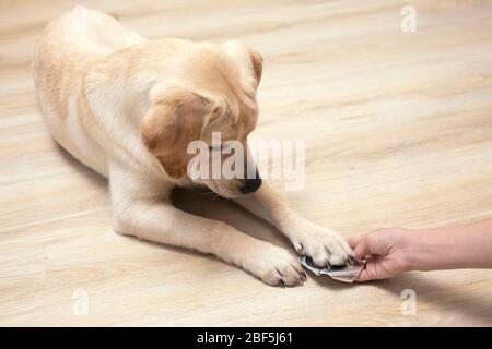 Chien Labrador reçoit pilules, vitamines, délicatesse de la main du propriétaire. Concept animaux de compagnie et soins de santé Banque D'Images