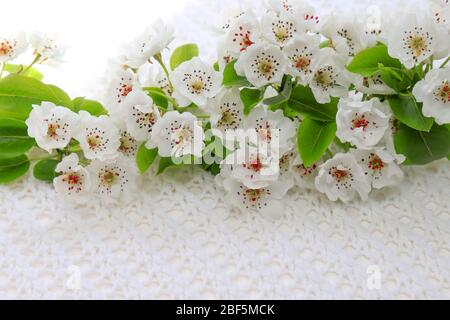 De belles fleurs blanches d'un pommier fleurissent sur une branche. Fleurs de pomme, arbre fruitier en gros plan. Fond de printemps tendre de fleurs en fleur Banque D'Images