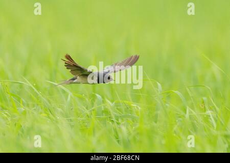 Grange Déglutissant (Hirundo rustica) en vol Banque D'Images