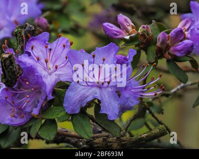Gros plan des belles fleurs et bourgeons violettes d'un brousse de Rhododendron dans un jardin au printemps Banque D'Images