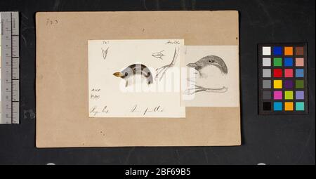 Dessin tête d'oiseau Robert Ridgway 734. Ce dessin ou gravures de têtes d'oiseaux a été utilisé dans Spencer F. Banque D'Images